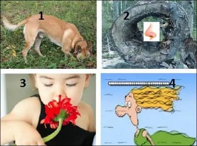 Quel sens second donne-t-on au nom flair ? Quelle image lui correspond ?