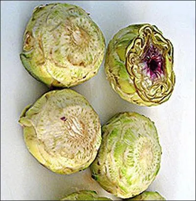 La cuisine d'Aunis de ma grand-mère s'est toujours caractérisée par une grande légèreté : très peu de charcuterie et beaucoup de légumes crus (en entrée). En vedettes : fèves, choux-fleurs et ...