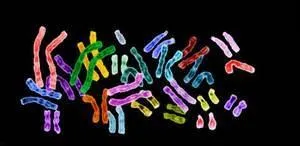 Normalement, l'être humain possède 26 paires de chromosomes.
