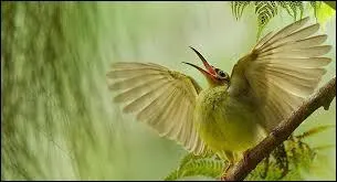 Quel homme arrive en premier à fixer sur un support les images qui se forment dans les chambres obscures ?