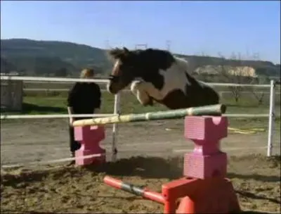 Quelle est la hauteur maximum que peut sauter le Shetland ?