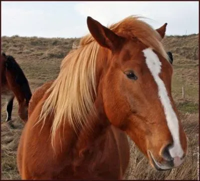 Comment appelle-t-on les cheveux du cheval ?