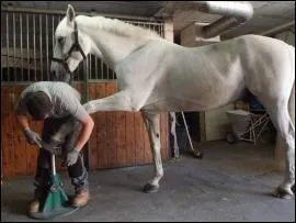 Qui prend soin des sabots des chevaux ?