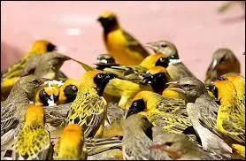 Où le kalari a-t-il été inventé ?