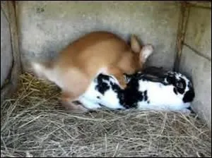 La cuniculture est l'élevage des lapins domestiques.