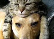 Quiz Entre chiens et chats !