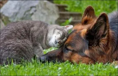 Comment s'appelle ce chat, compagnon de Delphine et Marinette, dans "Les contes du chat perché", de Marcel Aymé ?