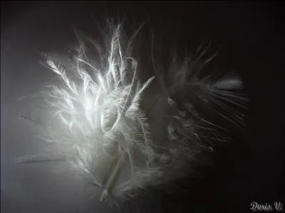 Qui chante "De l'ombre et de la lumière, lequel des deux nous éclaire" ?