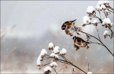 Qui chantait "Un soleil pâlissant jette encore sa lumière sur un oiseau errant qui fuit déjà l'hiver .....restera-t-il encore un peu de notre amour au premier du vent du Nord ..."