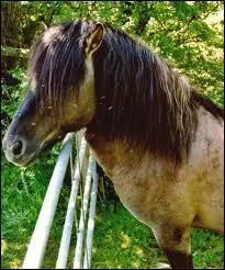 Le Komik est polonais, mais qui est-il ?