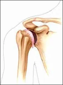 Combien y a-t-il d'os dans l'épaule ?