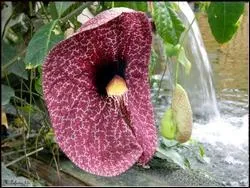 En photo, vous voyez une fleur toxique et cancérigène. Quel est son nom ?