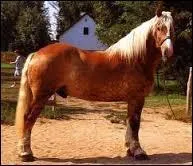 Ce cheval de trait allemand est doux et gentil. C'est le...