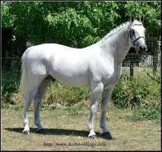 Ce cheval vient de Suède. Qui est-il ?