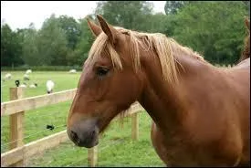 Le suffolk punch est actif. De quel pays est-il originaire ?