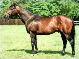 Quelle est la race du cheval sur l'image ?