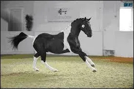 Ce cheval de selle et d'attelage polonais a un nom compliqué. Lequel ?