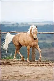 Le palomino est originaire...