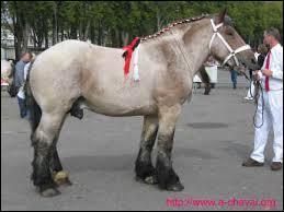 L'auxois est un cheval :