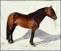 Je suis un cheval de trait léger originaire de Norvège. Je suis noir ou bai et je mesure entre 1, 44 m et 1, 54 m, je suis ...