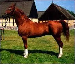 Ce cheval de selle danois, souvent alezan, a un nom très compliqué. Quelle est la bonne orthographe ?