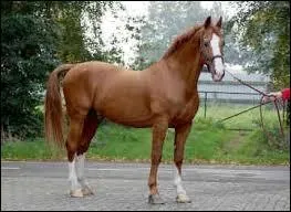 Le gelderland est un cheval :