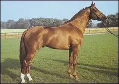 Le meklembourg est un cheval :