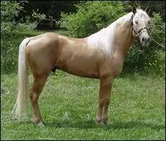 Quelle est la race du cheval sur l'image ?