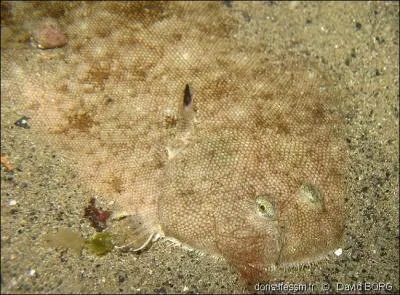Les bébés des poissons plats (soles, turbots, limandes, etc) naissent et nagent à la verticale !