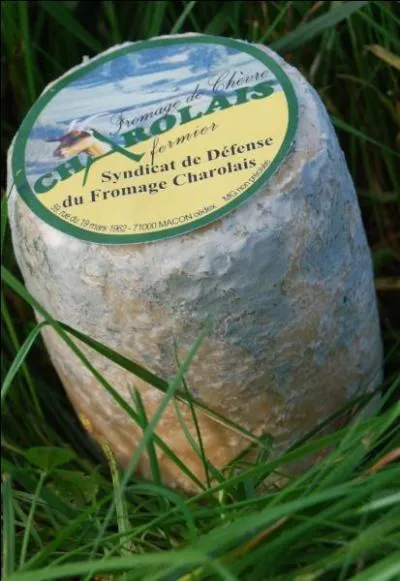Malgré la renommée des vaches dans la région, le charolais est un fromage de chèvre produit en...
