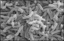 Qu'est-ce que « el cólera » ?