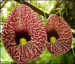 Et tout cela vous est venu facilement, n'est-ce pas ? Oui, grâce à une tisane « d'aristoloche ». Non, je ne déraille pas ! Vous parlez grec, aussi. Quelle est la vertu de cette plante ?