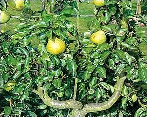 Et l'on atteint le verger où tous les arbres sont de bons « fructifères ». L'adjectif vient du nom -----.