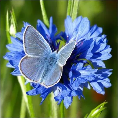Arbre africain dont le bois dur, à couleur blonde, est utilisé pour fabriquer des meubles dits exotiques : Hiro...