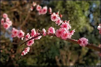 Victor Hugo : "Ne nous pressons pas. Voyez le printemps ; s'il se dépêche, il est flambé, c'est-à-dire gelé. L'excès de ... perd les pêchers et les abricotiers."