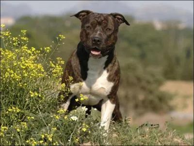 De quelle race est ce chien ?
