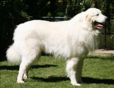 De quelle race est ce chien ?