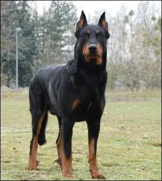 De quelle race est ce chien ?