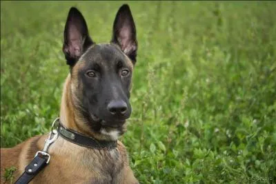 De quelle race est ce chien ?