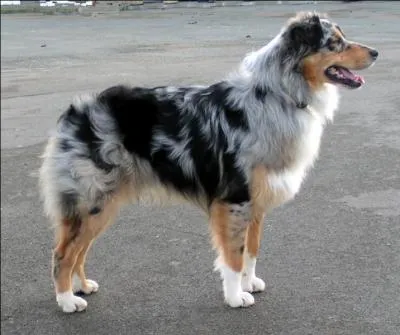 De quelle race est ce chien ?