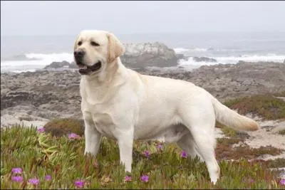 De quelle race est ce chien ?