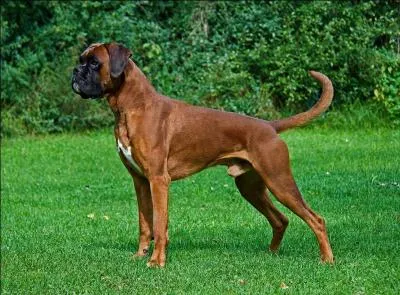 De quelle race est ce chien ?