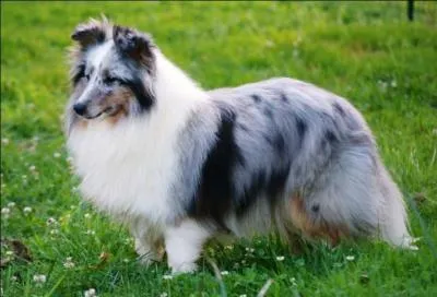 De quelle race est ce chien ?