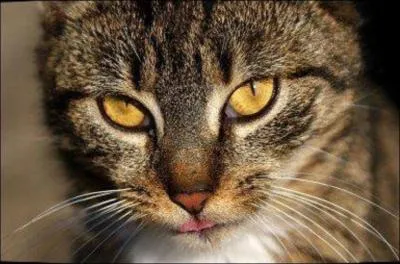 Et pour finir : qui est Griffe de Ronce ?