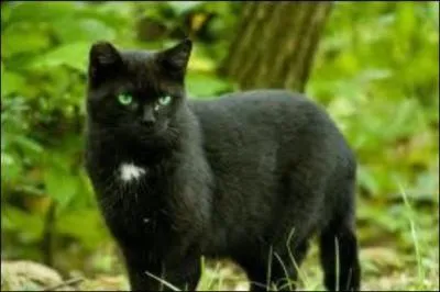 Comment s'appelle le solitaire qui vit avec Nuage de Jais ?