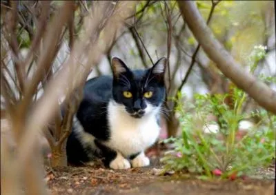 Quel est le nom de guerrier de Etoile de Jais ?