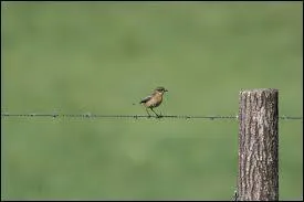 Sur quel genre de fil ce petit oiseau est-il perché ?