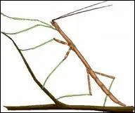 Parmi ces réponses, laquelle n'est pas un terme synonyme de "filiforme" ?