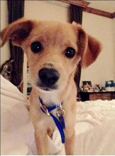 Quel est le nom du chien d'Ariana ?