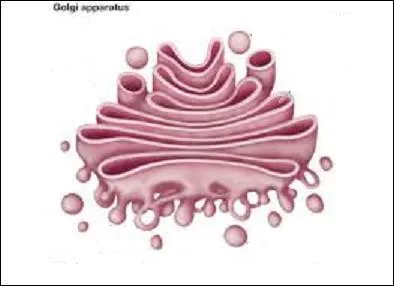 Comment s'appelle le côté émetteur de l'appareil de Golgi ?